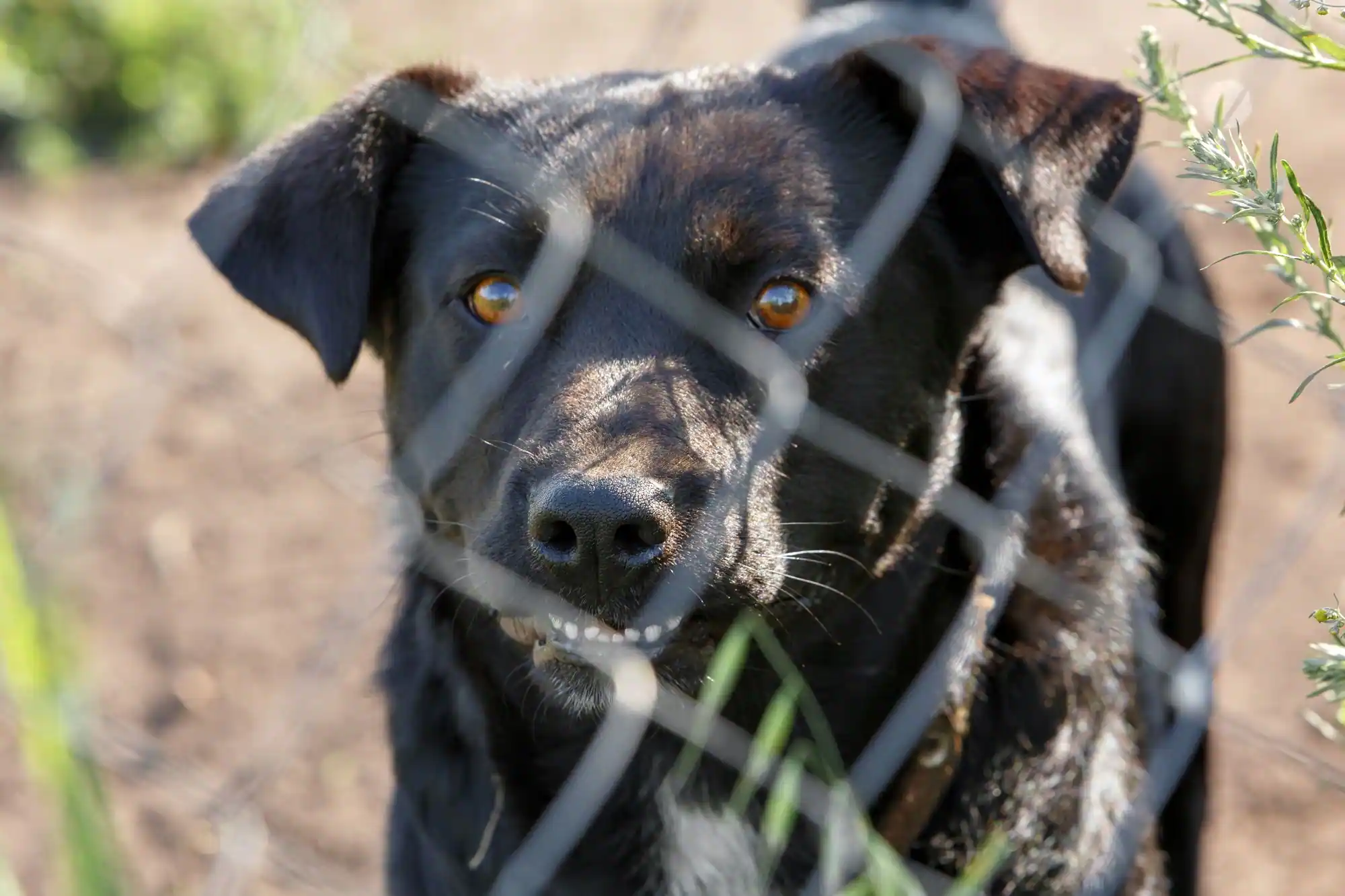 How Long Do I Have to File a Dog Bite Claim in Virginia or West Virginia?