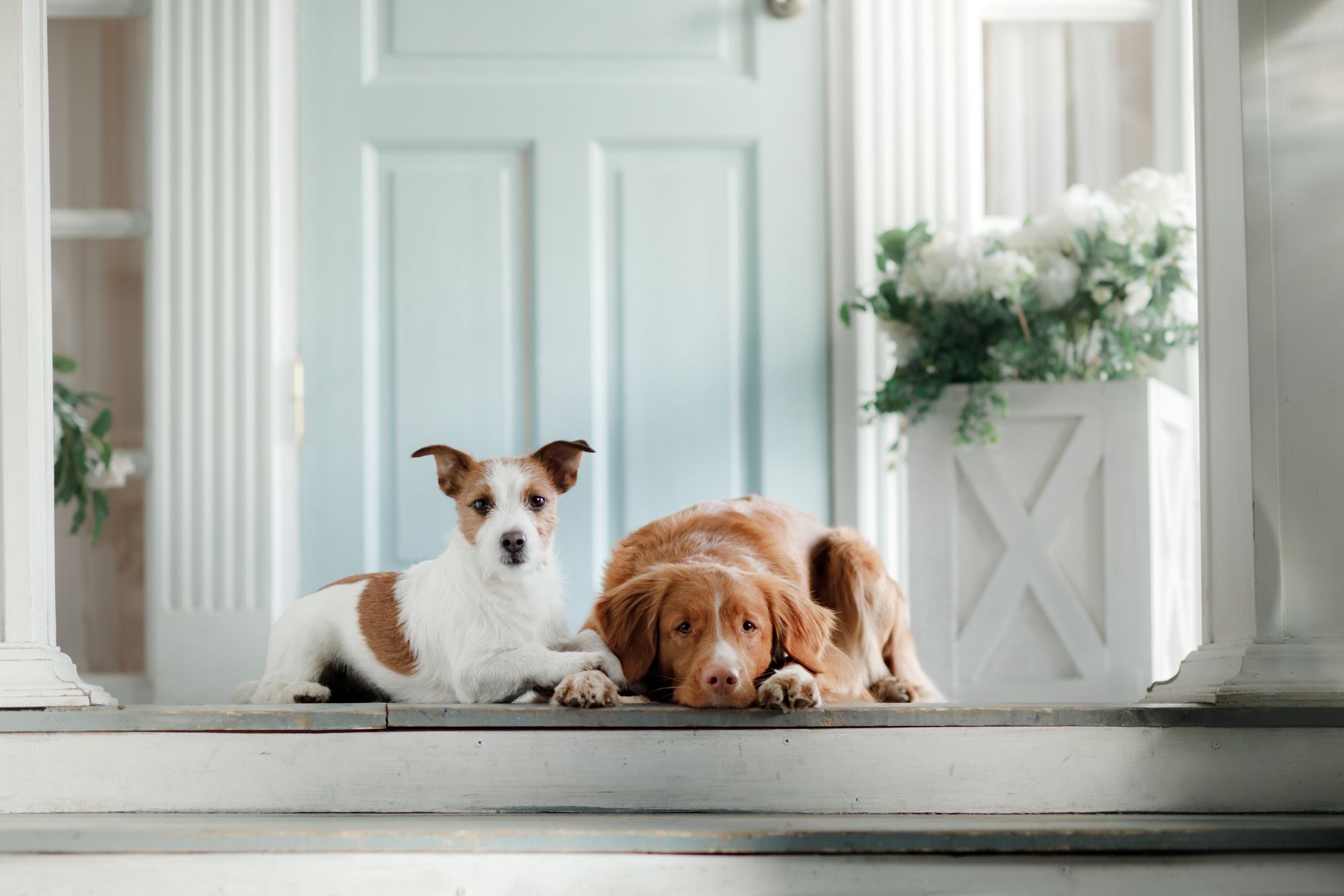 Can I Sue If a Dog Bites Me on the Owner's Property?