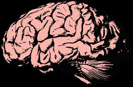 Brain